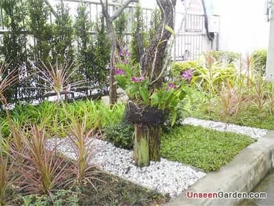 สวนสวย สวนหย่อม - รูปที่ 8