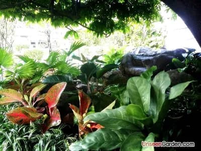 สวนสวย สวนหย่อม - รูปที่ 9