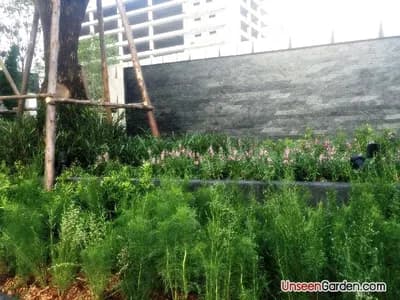 สวนสวย สวนหย่อม - รูปที่ 10