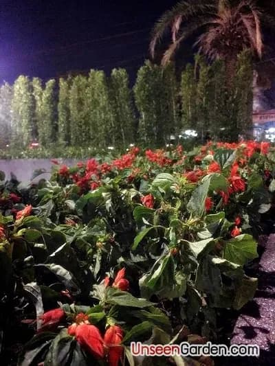 สวนสวย สวนหย่อม - รูปที่ 21