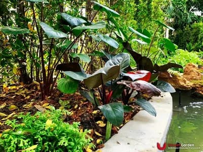 ธารน้ำ - รูปที่ 3